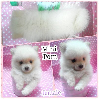 Tea Cup Pom - Pomeranian Dog