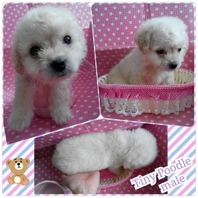 Tiny Cream White Poodle - Poodle Dog