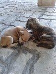 Five Adorable Healthy Puppies - Mixed Breed Dog