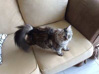 Luna - Domestic Long Hair Cat