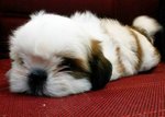 Shih Tzu #1 - Shih Tzu Dog