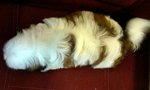 Shih Tzu #1 - Shih Tzu Dog