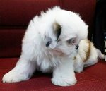 Shih Tzu #1 - Shih Tzu Dog