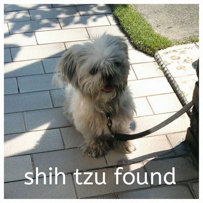 PF57104 - Shih Tzu Dog