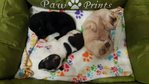 ♡ 9 Pups ♡  ( 8 Weeks Old ) Video - Mixed Breed Dog