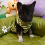 Puppy 5 - Female ( Adopted  )