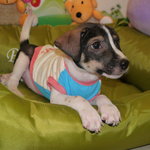 Puppy 2 - Male ( Adopted by Cheah )