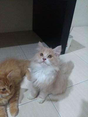 Manja - Maine Coon + Domestic Long Hair Cat