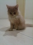 Manja - Maine Coon + Domestic Long Hair Cat