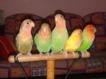 4 Lovebirds For Sale ( Rm 120 Each) - Lovebird Bird