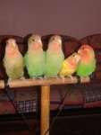 4 Lovebirds For Sale ( Rm 120 Each) - Lovebird Bird