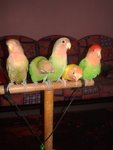 4 Lovebirds For Sale ( Rm 120 Each) - Lovebird Bird