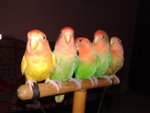 4 Lovebirds For Sale ( Rm 120 Each) - Lovebird Bird