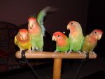 4 Lovebirds For Sale ( Rm 120 Each) - Lovebird Bird