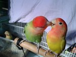 4 Lovebirds For Sale ( Rm 120 Each) - Lovebird Bird