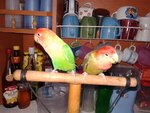 4 Lovebirds For Sale ( Rm 120 Each) - Lovebird Bird