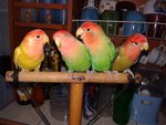 4 Lovebirds For Sale ( Rm 120 Each) - Lovebird Bird