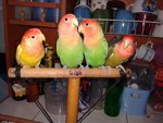 4 Lovebirds For Sale ( Rm 120 Each) - Lovebird Bird