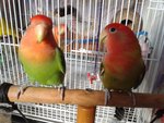 4 Lovebirds For Sale ( Rm 120 Each) - Lovebird Bird