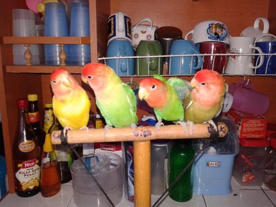 4 Lovebirds For Sale ( Rm 120 Each) - Lovebird Bird