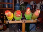 4 Lovebirds For Sale ( Rm 120 Each) - Lovebird Bird