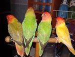 4 Lovebirds For Sale ( Rm 120 Each) - Lovebird Bird