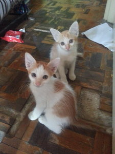 Oliyen &amp; Oliyun - Domestic Medium Hair + Domestic Short Hair Cat