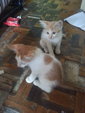 Oliyen &amp; Oliyun - Domestic Medium Hair + Domestic Short Hair Cat