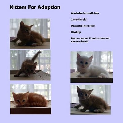 Little Kittens - Domestic Short Hair Cat