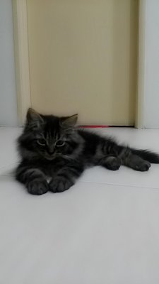 Boboy - Maine Coon + Domestic Long Hair Cat