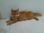 Boboy - Maine Coon + Domestic Long Hair Cat