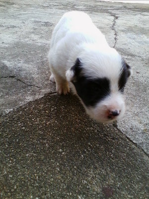 [{(Border Collie Puppy No1)}] - Border Collie Dog