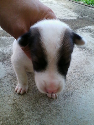 [{(Border Collie Puppy No2)}] - Border Collie Dog