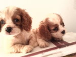 Quincy, Beauty, Melody, Mazzie - Cavalier King Charles Spaniel Dog