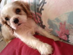 Quincy, Beauty, Melody, Mazzie - Cavalier King Charles Spaniel Dog