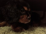 Quincy, Beauty, Melody, Mazzie - Cavalier King Charles Spaniel Dog