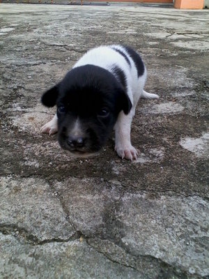 [{(Border Collie Puppy No3)}] - Border Collie Dog