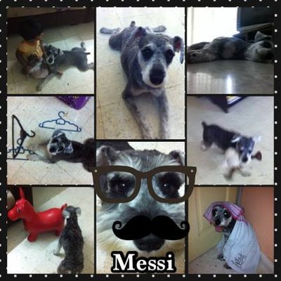 Messi - Schnauzer Dog