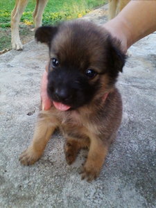 [{(Border Collie Puppy No4)}] - Border Collie Dog