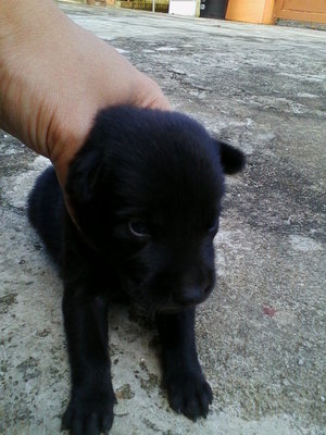 [{(Border Collie Puppy No5)}] - Border Collie Dog