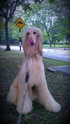 Nobita - Afghan Hound Dog