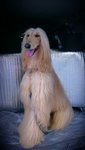 Nobita - Afghan Hound Dog