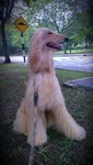 Nobita - Afghan Hound Dog