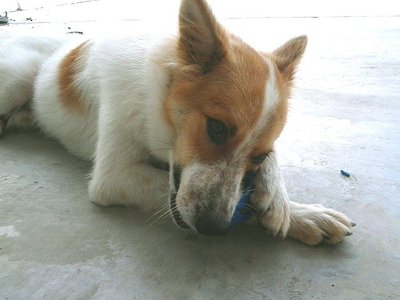 Tiny - Mixed Breed Dog