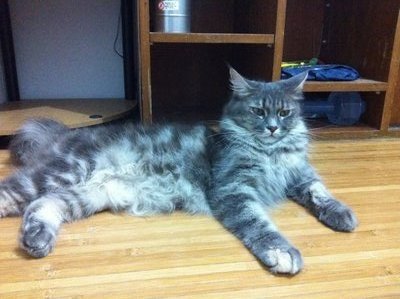 Jenny - Maine Coon + Somali Cat