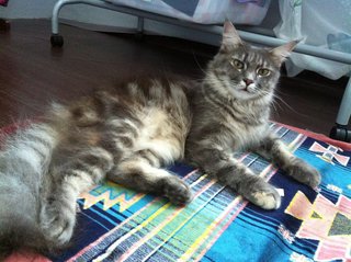 Jenny - Maine Coon + Somali Cat