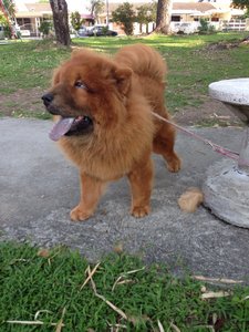 Chow - Chow Chow Dog