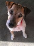 {[(Jack Russell Terrier(Urgent!)]} - Jack Russell Terrier (Parson Russell Terrier) Dog