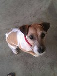 {[(Jack Russell Terrier(Urgent!)]} - Jack Russell Terrier (Parson Russell Terrier) Dog