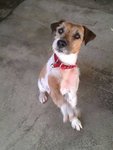 {[(Jack Russell Terrier(Urgent!)]} - Jack Russell Terrier (Parson Russell Terrier) Dog